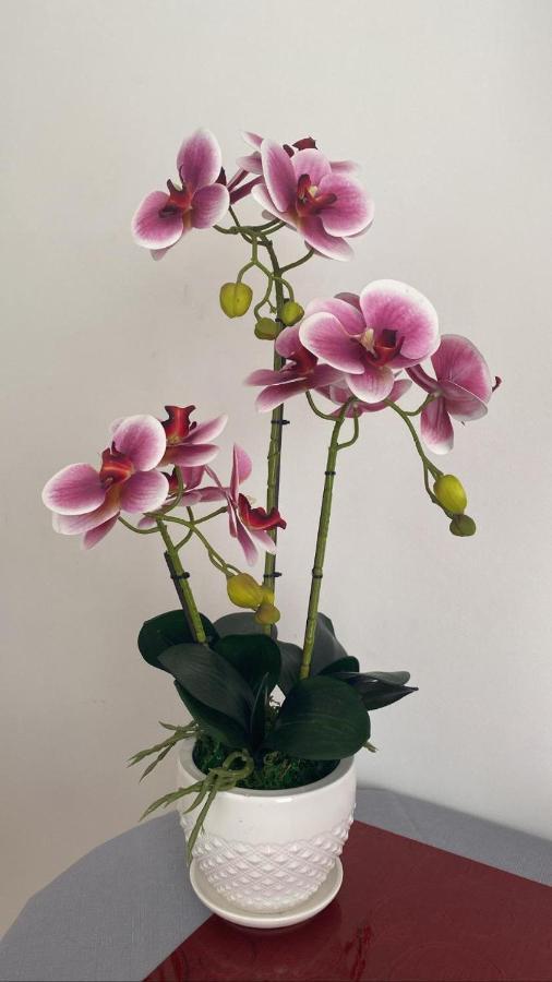 Affittacamere L'Orchidea Ventimiglia Exteriér fotografie